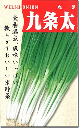 Amazon | ネギ 種子 九条太 ねぎ (13ml) | 野菜